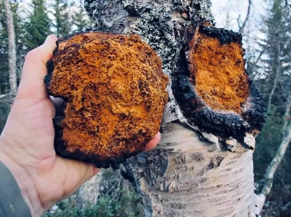 This Bizarre-Looking Maine Mushroom Has Healing Properties