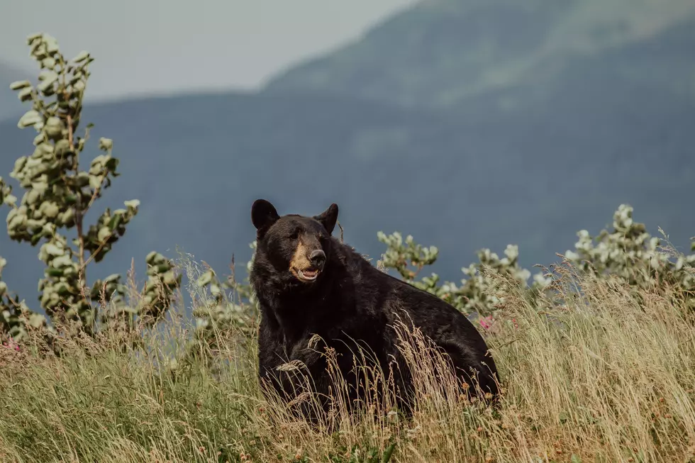 Should You Play Dead If a Black Bear Attacks You in Maine?