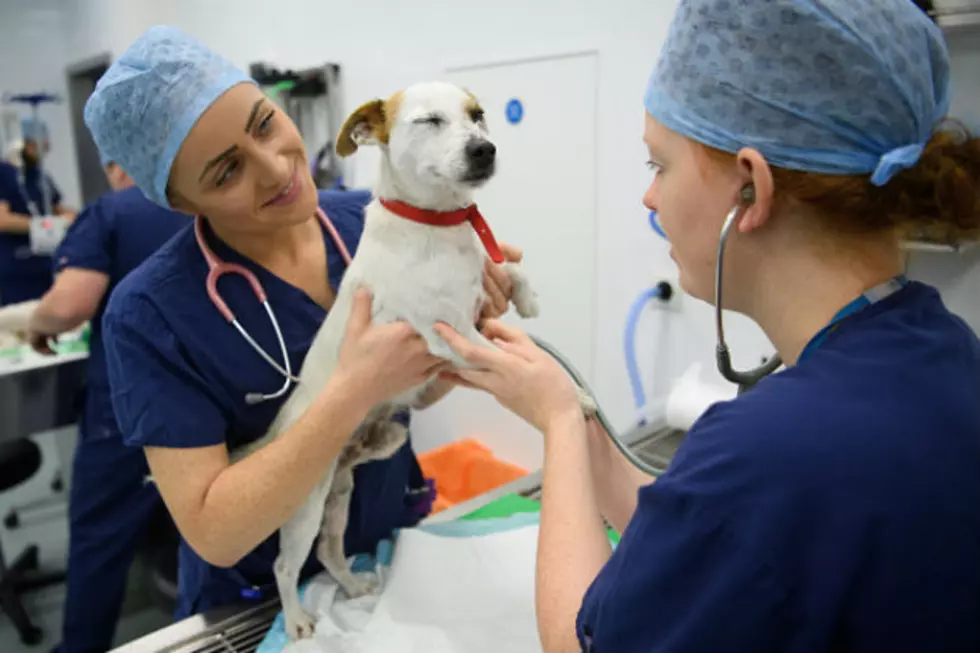 Veterinary visit