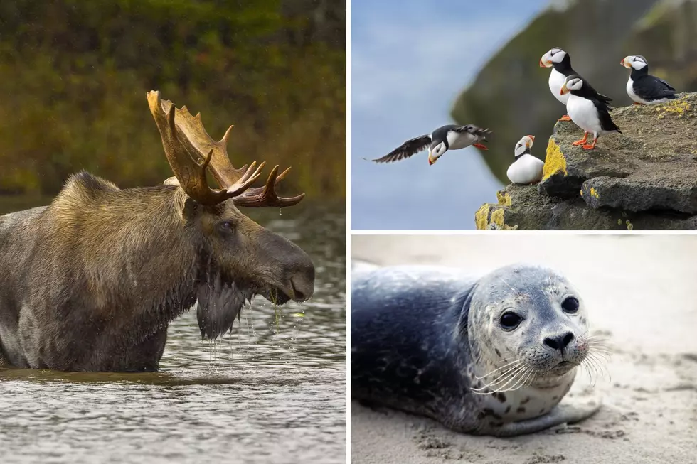 Maine Named One of the 15 Best States for Wildlife