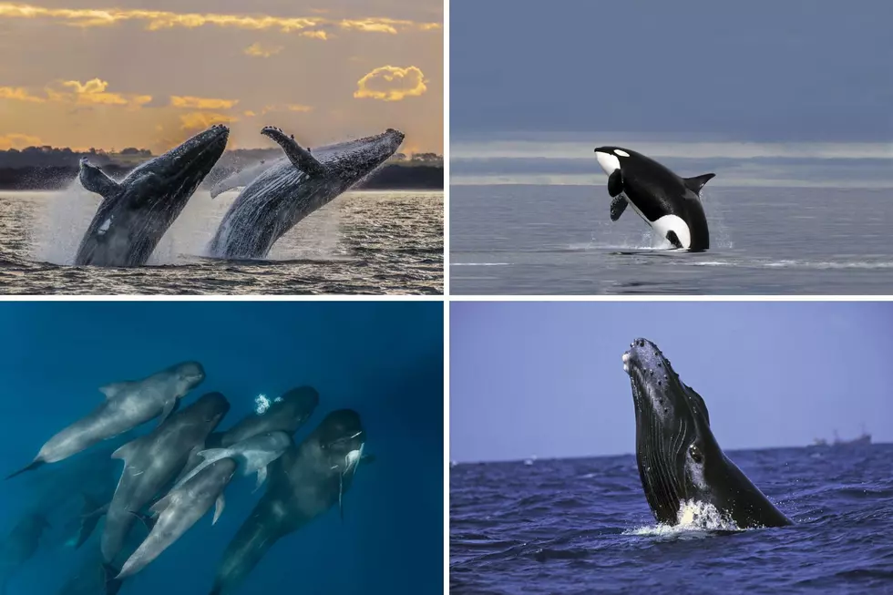 You Can Find These 7 Types Off Whales Off Maine’s Coast
