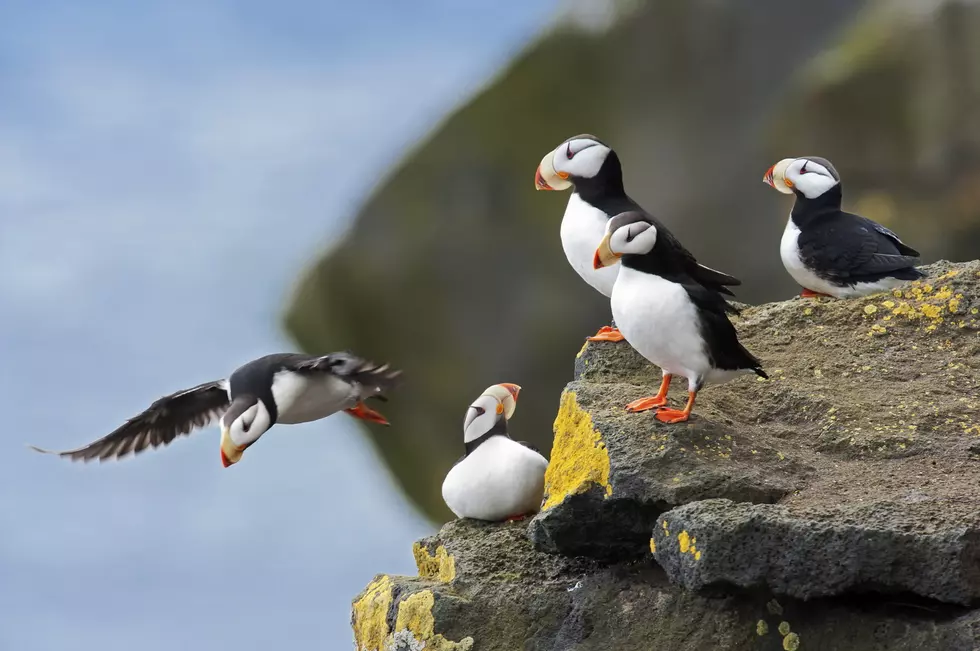 Wildlife Flourishes in Maine, Ranked Among Nation’s Top 15 States