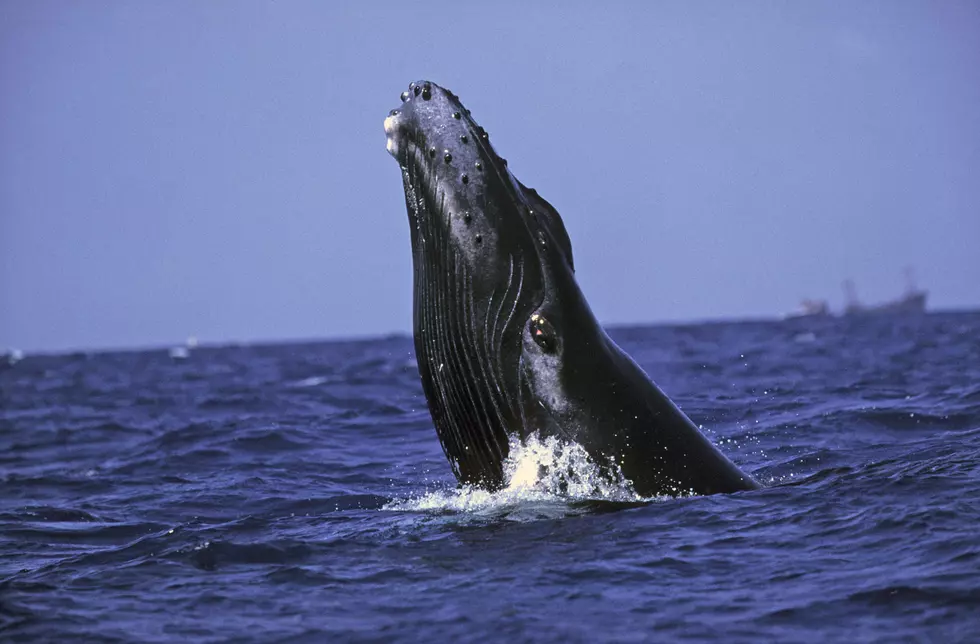 7 Whale Species You Might See Along Maine’s Scenic Shore