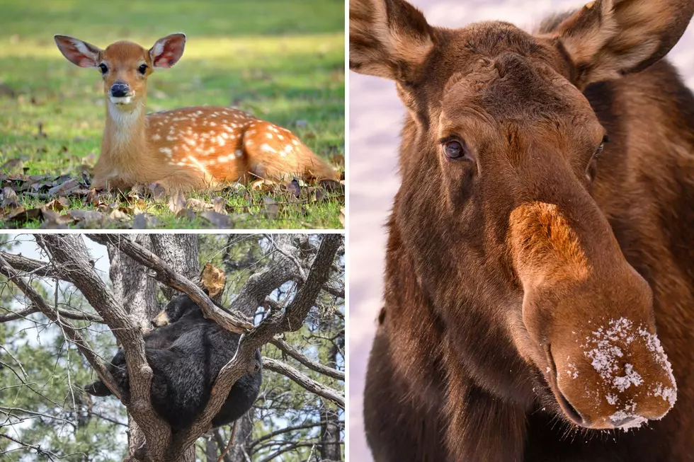 Maine’s Incredible Wildlife Makes It One of the Top 15 States for Nature Lovers