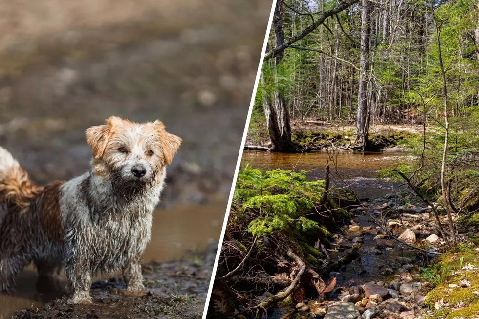 Maine Named One of the Best States to Visit in Spring, but Here’s Why It’s Really One of the Worst