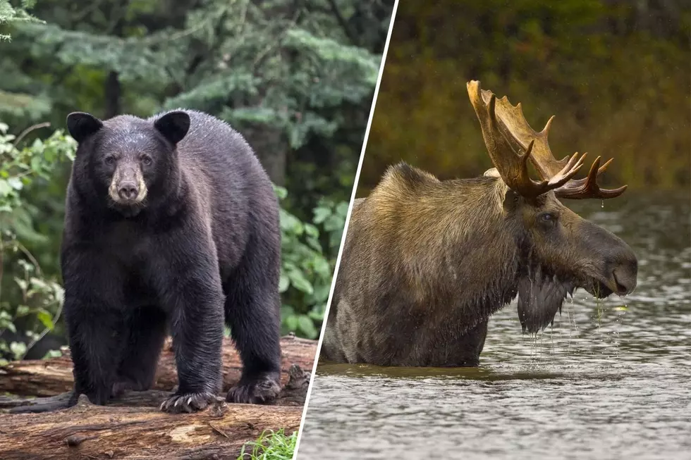Maine Ranks Among Best States for Wildlife — Here’s Why It Stands Out